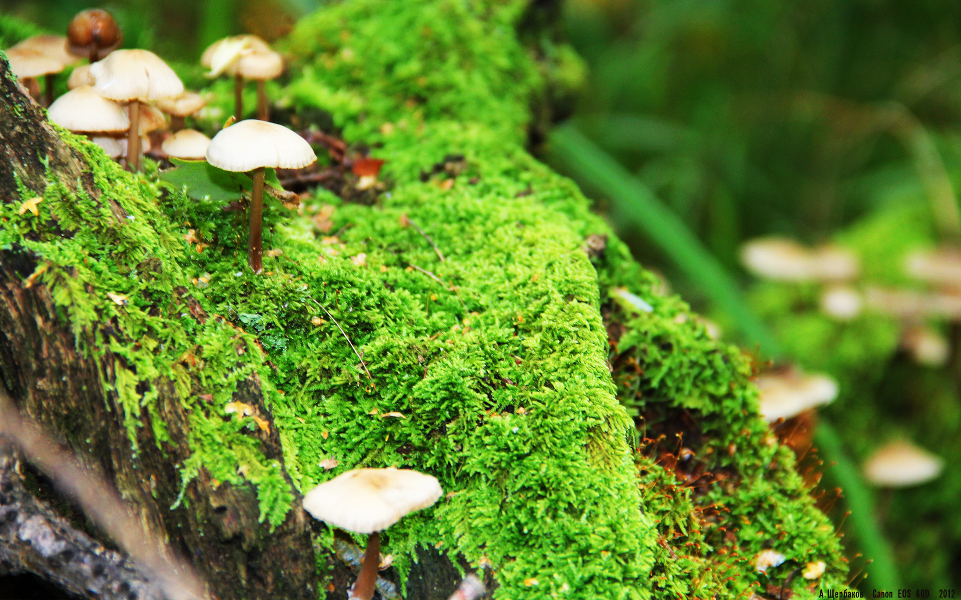 掘金翻盘快船,系列赛焦点战中约基奇创下生涯新高,约基奇打爆快船