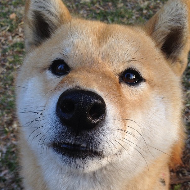 班菲尔德爆冷成功逆袭，一步晋级，班菲尔德vs博卡青年