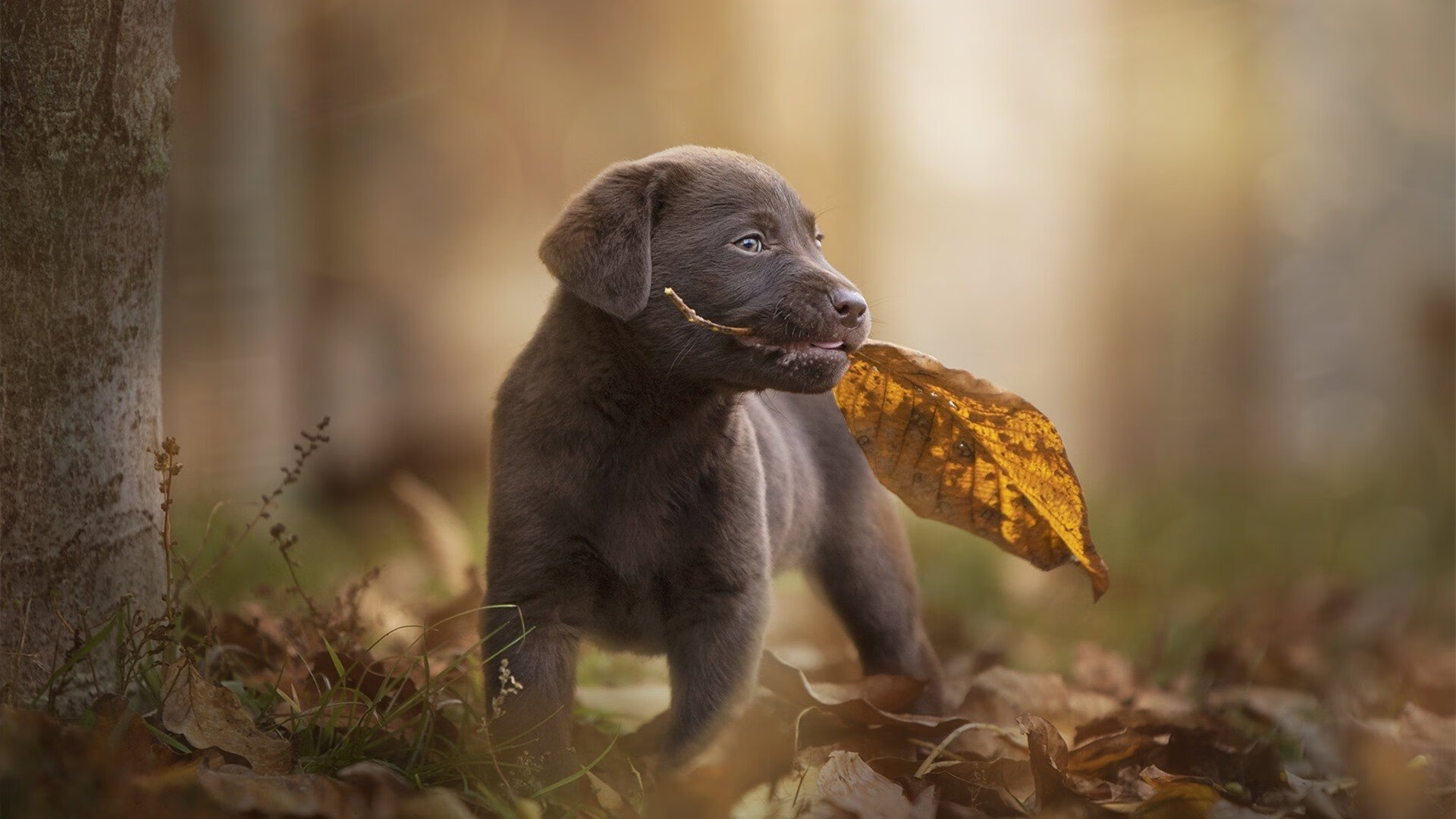 职业联赛季后赛竞争机制是否需优化,职业联赛定义