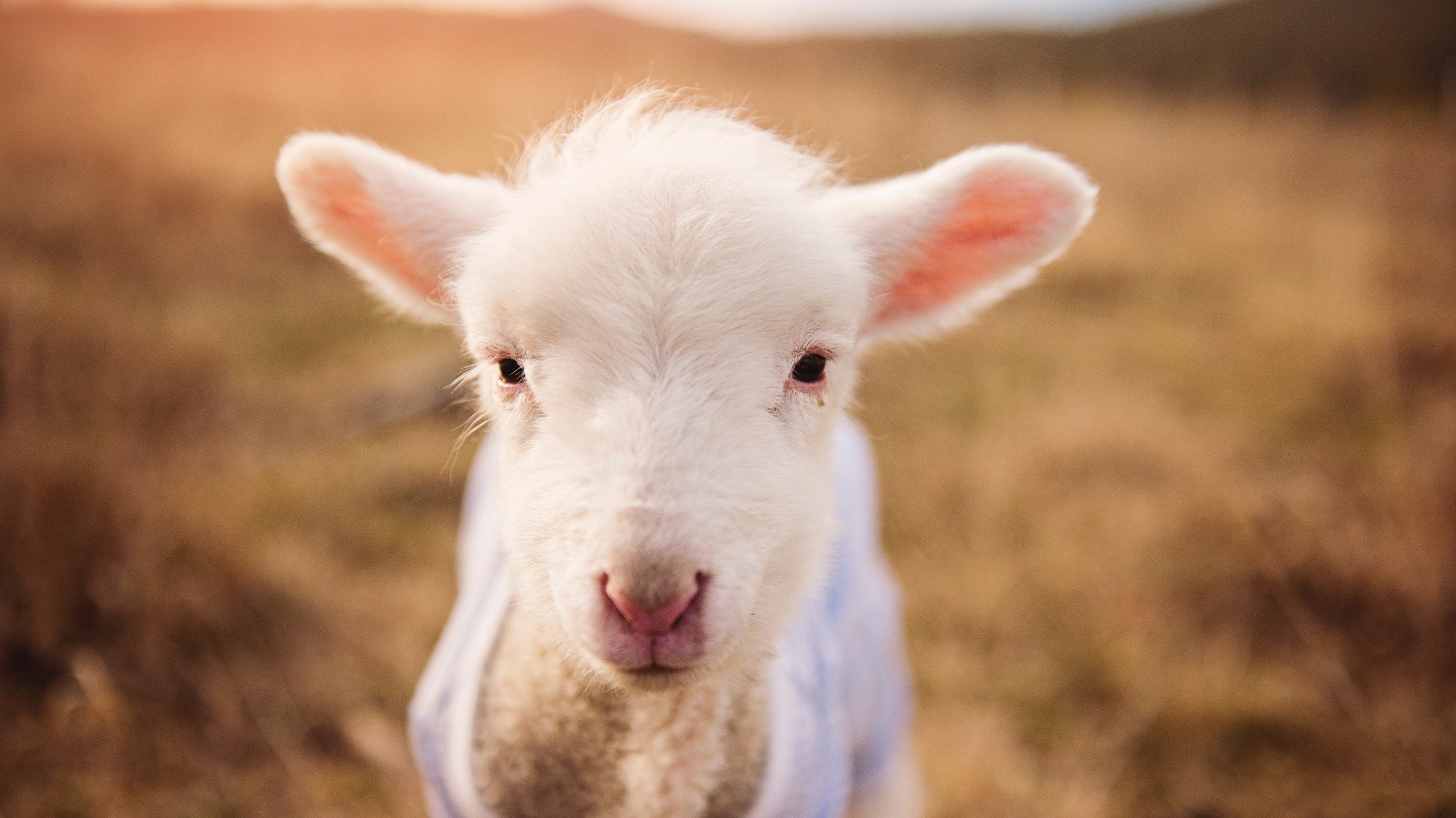 乌拉圭男篮在南美锦标赛中续写佳绩,体育实力不断增强,乌拉圭男篮nba球员