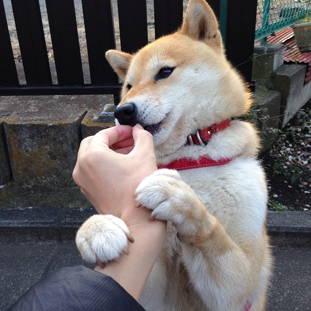 开云中国-澳大利亚袋鼠队的快速进攻始终保持高效性，澳大利亚袋鼠强壮