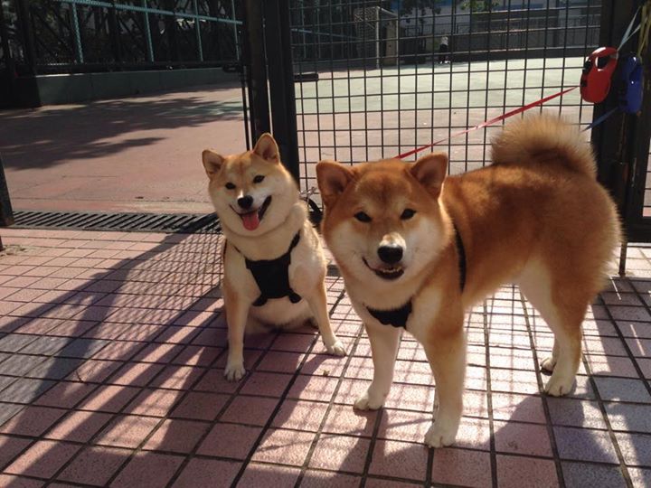 西班牙青年队在欧洲赛场表现出色，值得期待