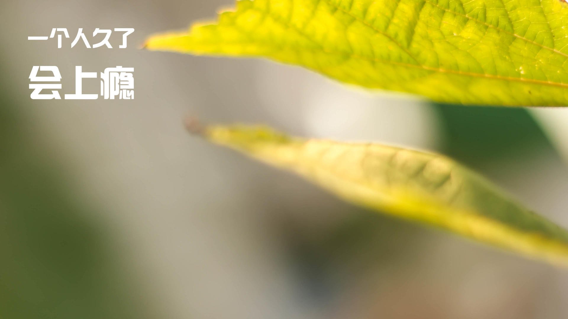 kaiyun中国官方网站-谷爱凌学习成绩优异成榜样代表，谷爱凌家庭情况