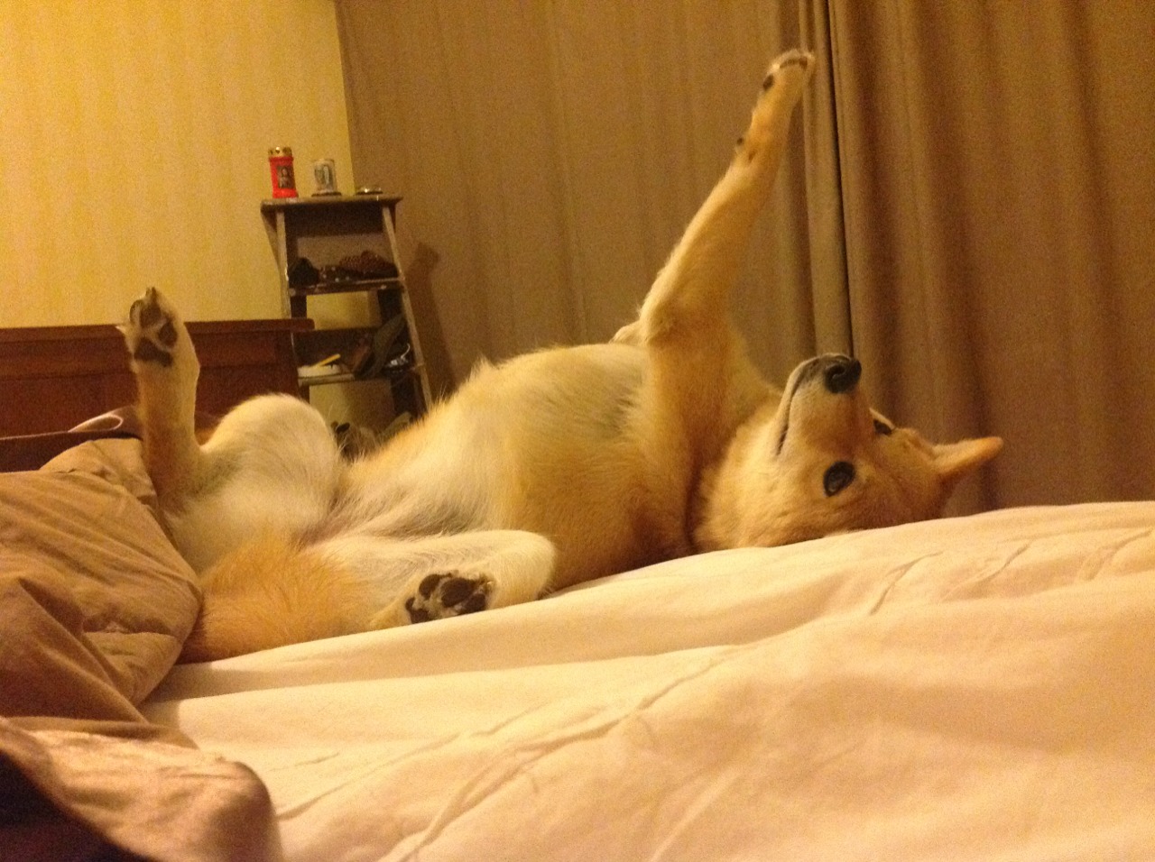 谷爱凌学习成绩优异成榜样代表，谷爱凌家庭情况